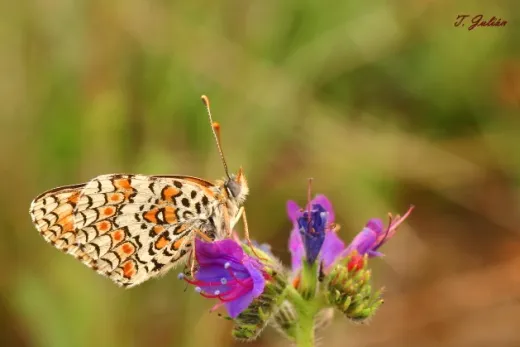 Biodiversitat de la Rambla Celumbres