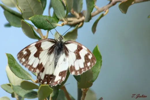 Biodiversitat de la Rambla Celumbres