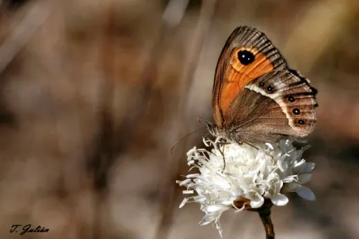 Biodiversitat de la Rambla Celumbres