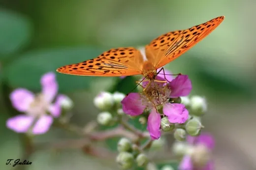 Biodiversitat de la Rambla Celumbres