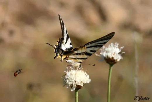 Biodiversitat de la Rambla Celumbres
