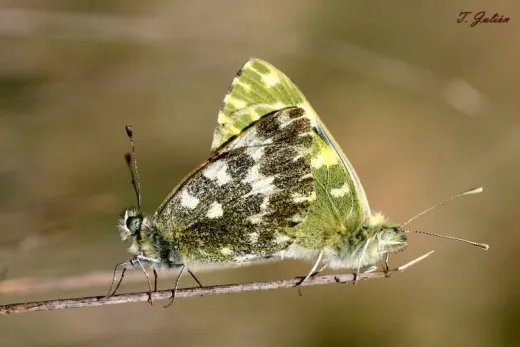 Biodiversitat de la Rambla Celumbres