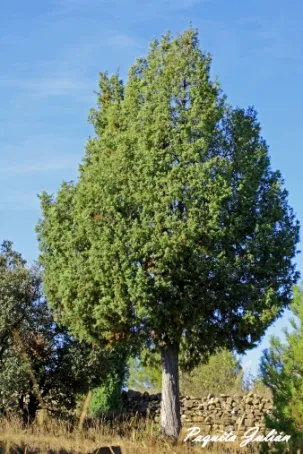 Biodiversitat de la Rambla Celumbres