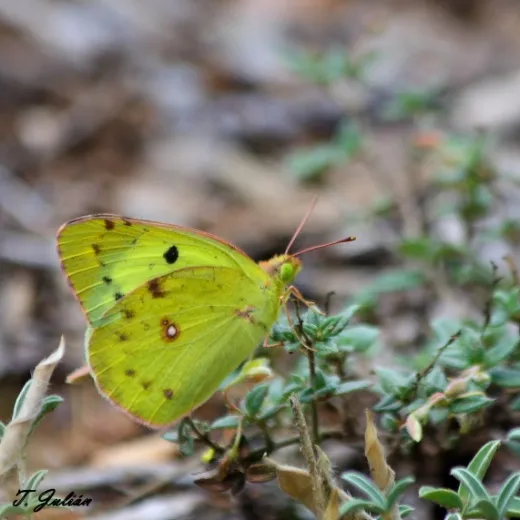 Biodiversitat de la Rambla Celumbres