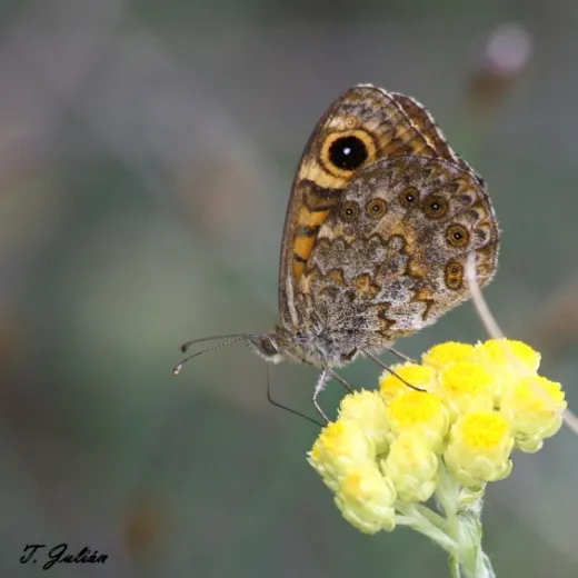 Biodiversitat de la Rambla Celumbres