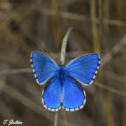 Biodiversitat de la Rambla Celumbres