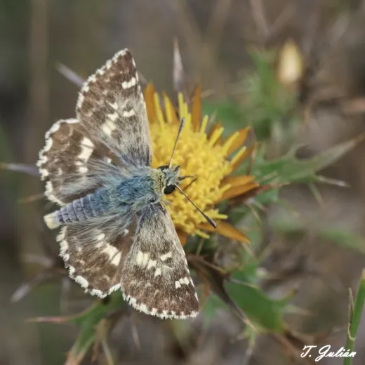 Biodiversitat de la Rambla Celumbres