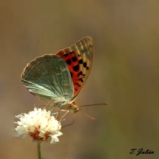 Biodiversitat de la Rambla Celumbres