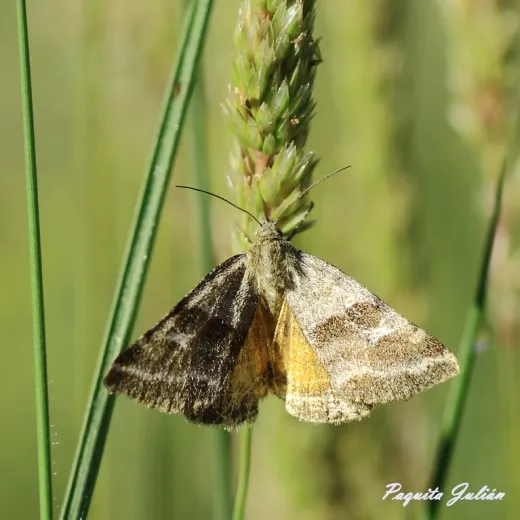 Biodiversitat de la Rambla Celumbres