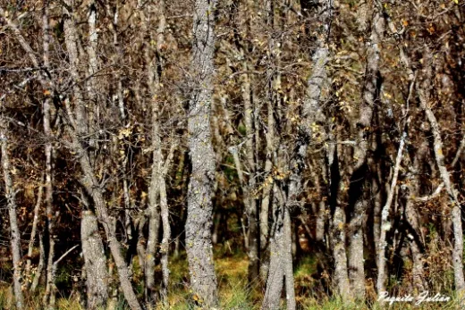 Biodiversitat de la Rambla Celumbres