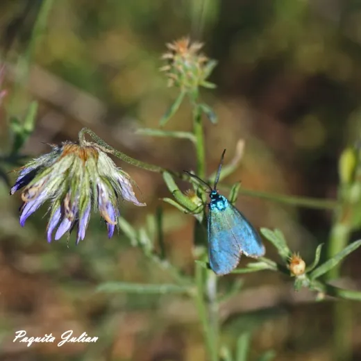 Biodiversitat de la Rambla Celumbres