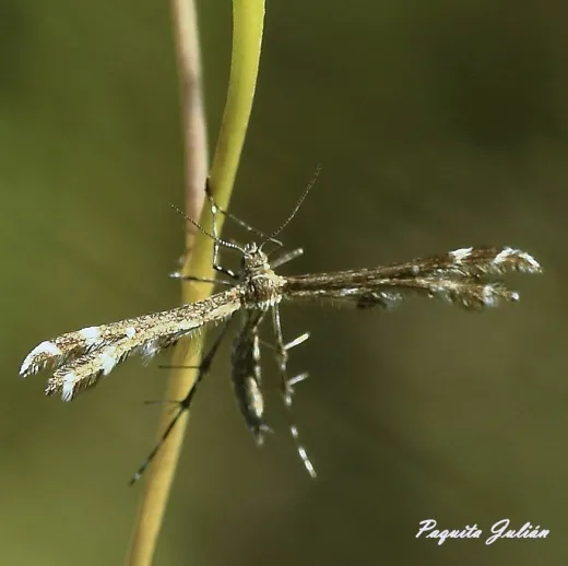 Biodiversitat de la Rambla Celumbres