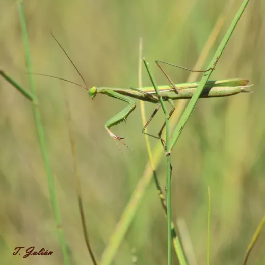 Biodiversitat de la Rambla Celumbres