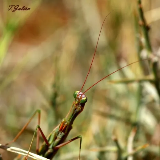 Biodiversitat de la Rambla Celumbres