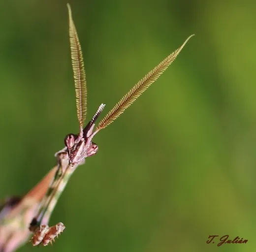 Biodiversitat de la Rambla Celumbres