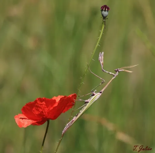 Biodiversitat de la Rambla Celumbres