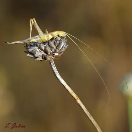 Biodiversitat de la Rambla Celumbres