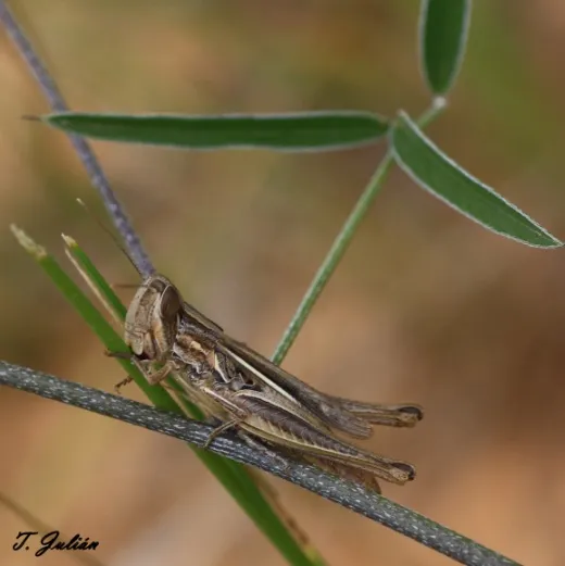 Biodiversitat de la Rambla Celumbres