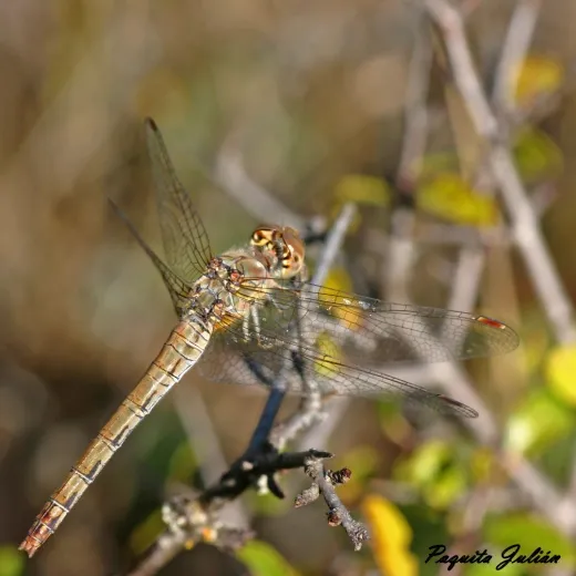 Biodiversitat de la Rambla Celumbres