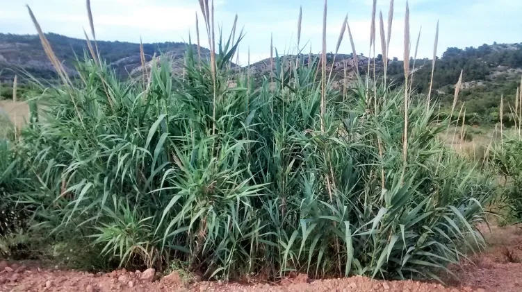 Agricultura y costumbres del campo y del mundo rural