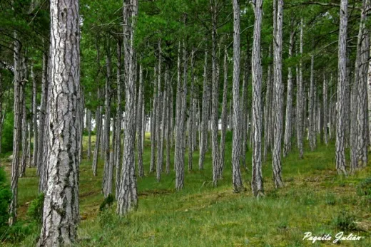 Biodiversitat de la Rambla Celumbres