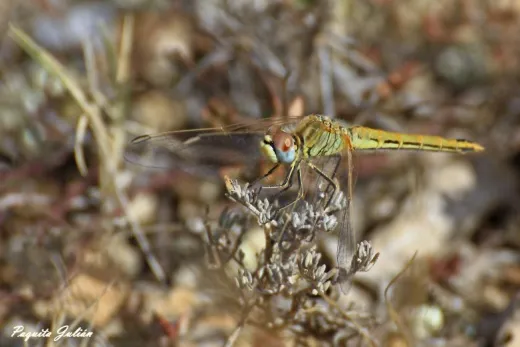 Biodiversitat de la Rambla Celumbres