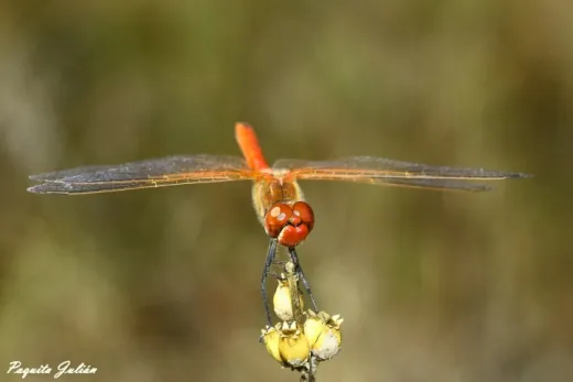 Biodiversitat de la Rambla Celumbres