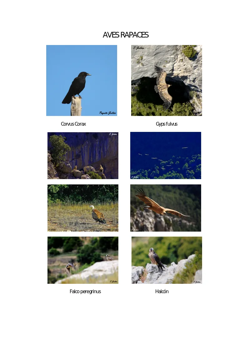 Biodiversitat de la Rambla Celumbres