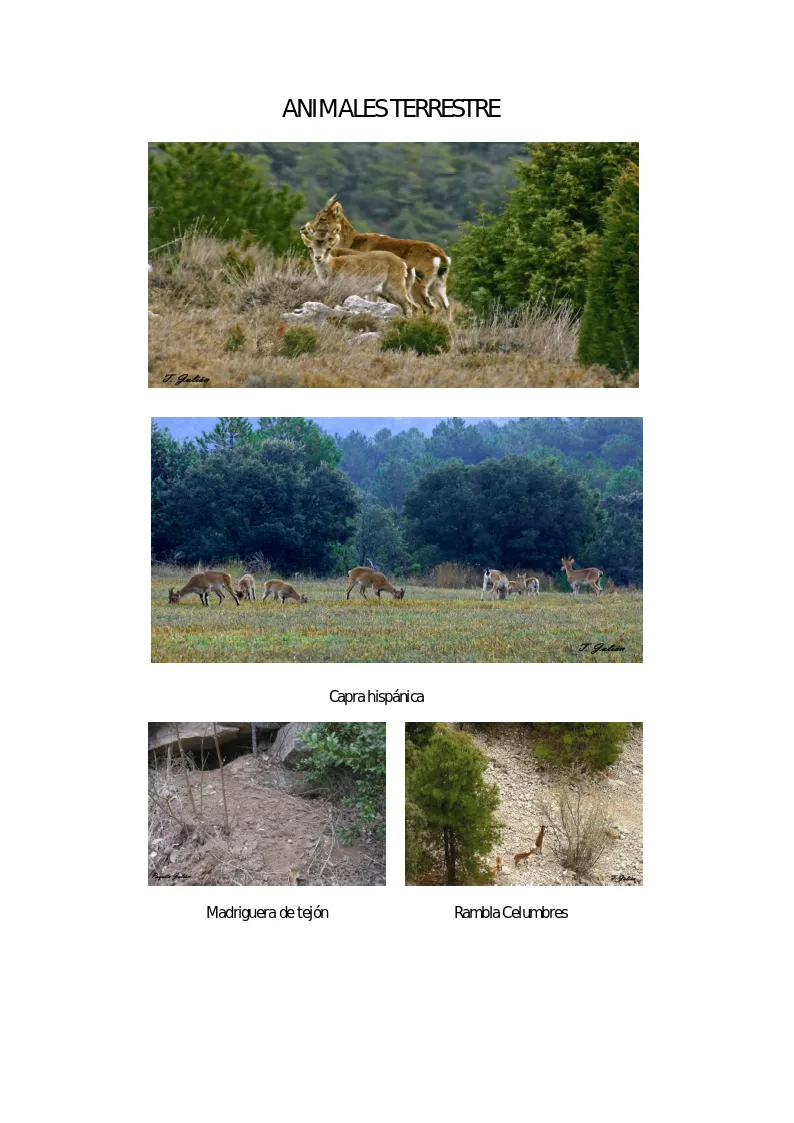 Biodiversitat de la Rambla Celumbres