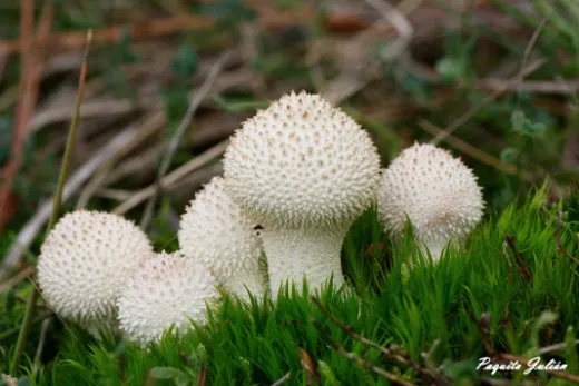 Biodiversitat de la Rambla Celumbres