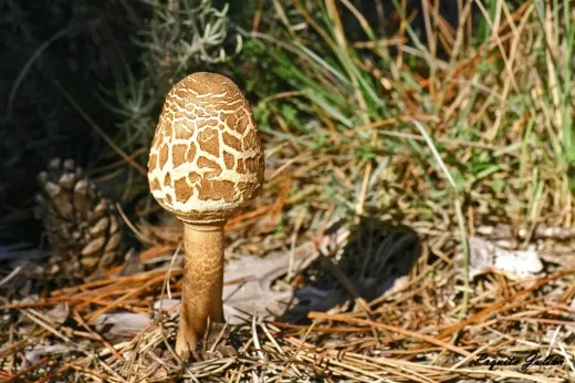 Biodiversitat de la Rambla Celumbres