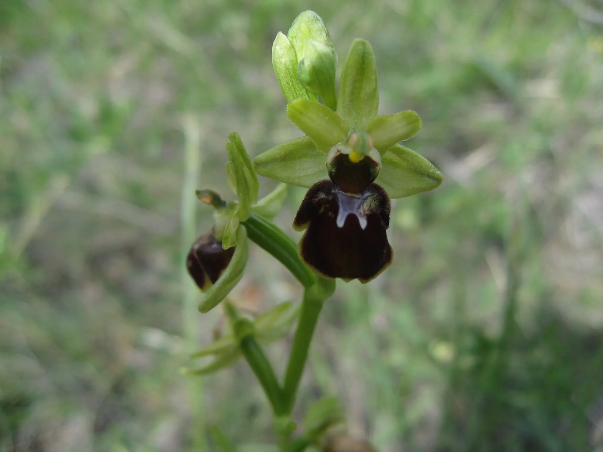 Orquídia silvestre