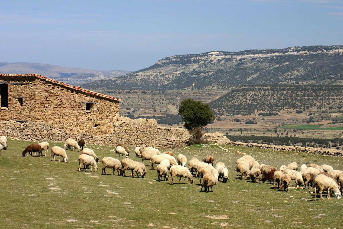 Ramat en el Mas de Julian. Al fons la Mola Garumba.
